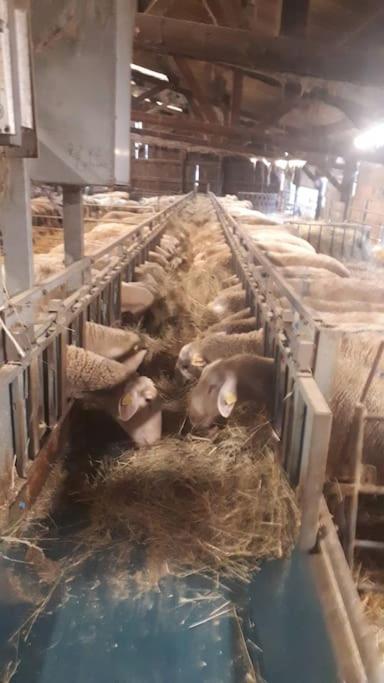 Gite A La Ferme, Avec Animaux, Fromages Et Nature Neuville-les-Decize Kültér fotó