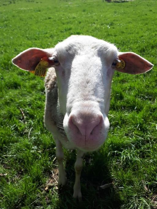 Gite A La Ferme, Avec Animaux, Fromages Et Nature Neuville-les-Decize Kültér fotó