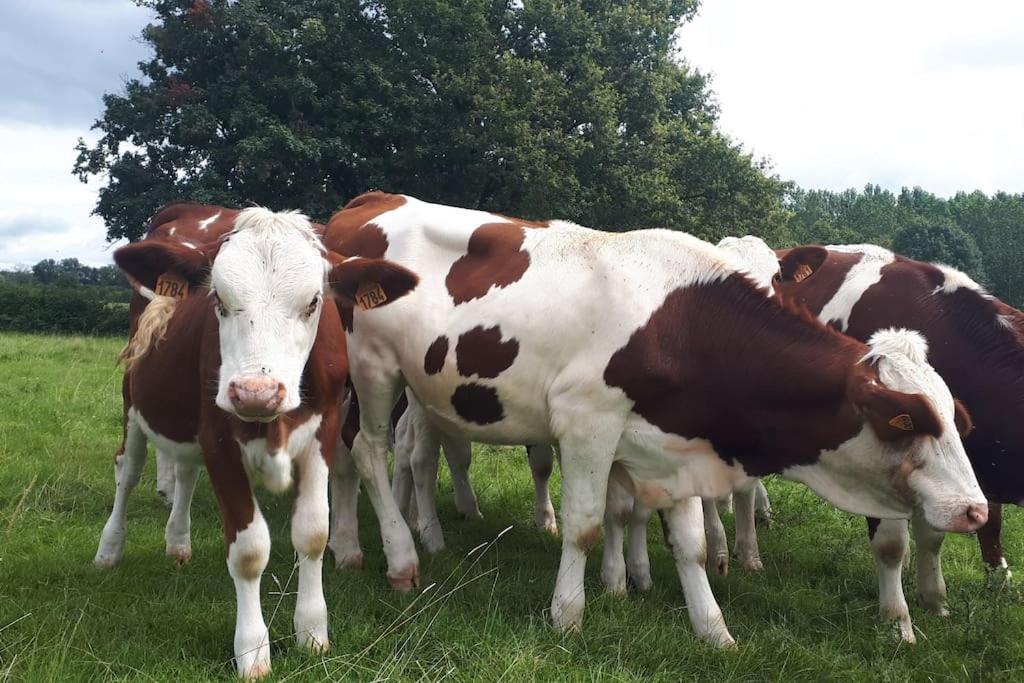 Gite A La Ferme, Avec Animaux, Fromages Et Nature Neuville-les-Decize Kültér fotó