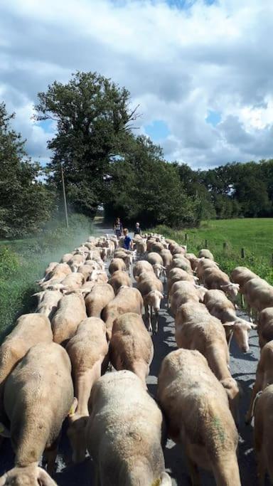 Gite A La Ferme, Avec Animaux, Fromages Et Nature Neuville-les-Decize Kültér fotó