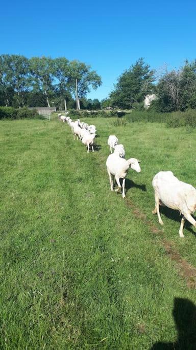 Gite A La Ferme, Avec Animaux, Fromages Et Nature Neuville-les-Decize Kültér fotó